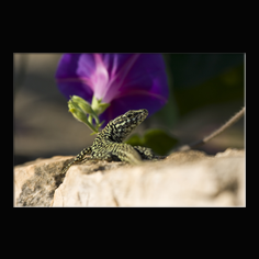 Mauereidechse Podarcis muralis