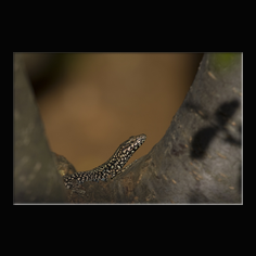 Mauereidechse Podarcis muralis