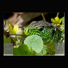 Zauneidechse Lacerta aglis 