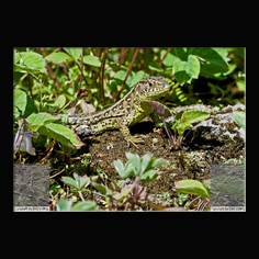 Zauneidechse Lacerta aglis 