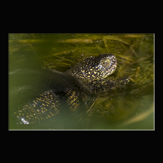 Europische Sumpfschildkrte Emys orbicularis