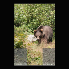 Braunbr  Ursus arctos