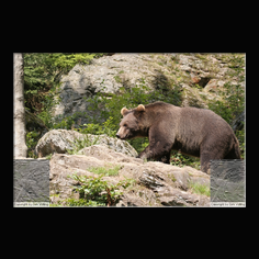 Braunbr  Ursus arctos