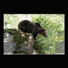 Braunbr  Ursus arctos