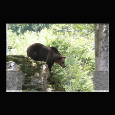 Braunbr  Ursus arctos