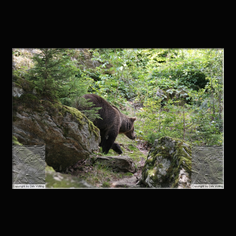 Braunbr  Ursus arctos