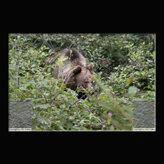 Braunbr  Ursus arctos