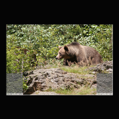 Braunbr  Ursus arctos