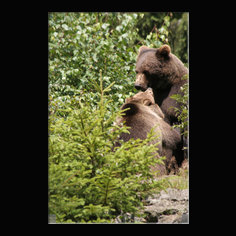 Braunbr  Ursus arctos
