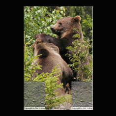 Braunbr  Ursus arctos