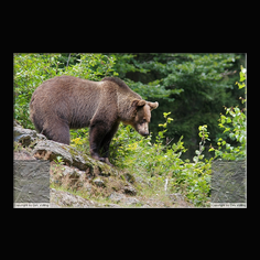 Braunbr  Ursus arctos
