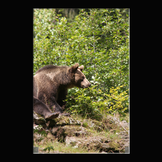 Braunbr  Ursus arctos