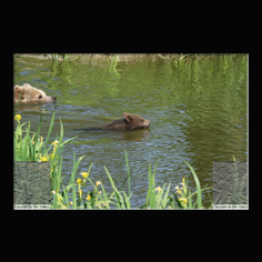Braunbr  Ursus arctos