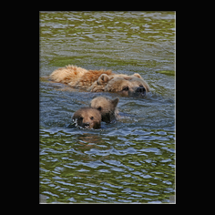 Braunbr  Ursus arctos