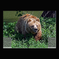 Braunbr  Ursus arctos