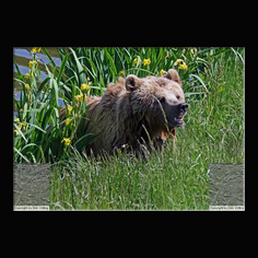 Braunbr  Ursus arctos