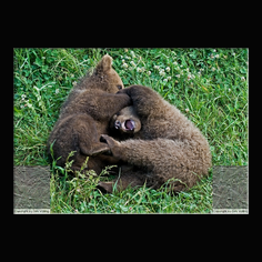 Braunbr  Ursus arctos