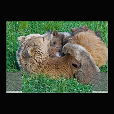 Braunbr  Ursus arctos