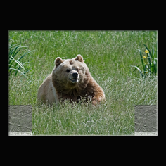 Braunbr  Ursus arctos