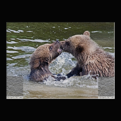 Braunbr  Ursus arctos