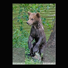 Braunbr  Ursus arctos