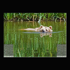 Braunbr  Ursus arctos
