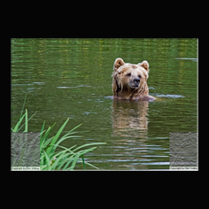 Braunbr  Ursus arctos