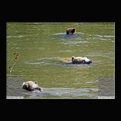 Braunbr  Ursus arctos