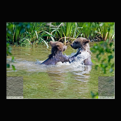 Braunbr  Ursus arctos