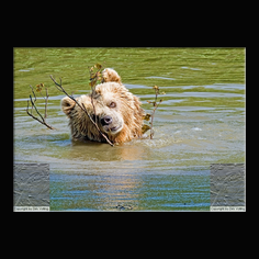 Braunbr  Ursus arctos