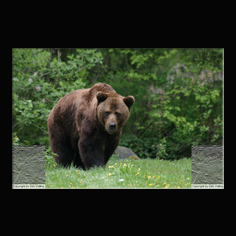 Braunbr  Ursus arctos