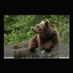 Braunbr  Ursus arctos