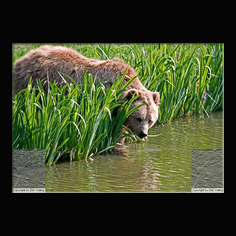 Braunbr  Ursus arctos
