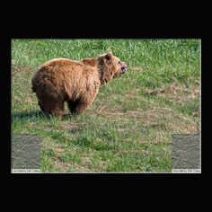 Braunbr  Ursus arctos