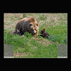 Braunbr  Ursus arctos