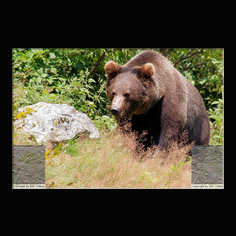 Braunbr  Ursus arctos