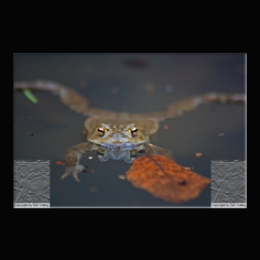 Erdkrte Bufo bufo 