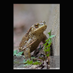 Erdkrte Bufo bufo 