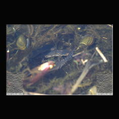 Bergmolch Triturus alpestis 