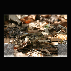 Erdkrte Bufo bufo 
