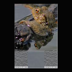 Erdkrte Bufo bufo 