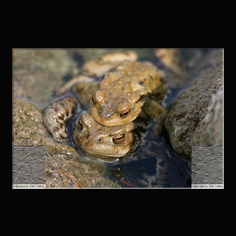 Erdkrte Bufo bufo 