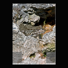 Teichfrosch Rana esculenta