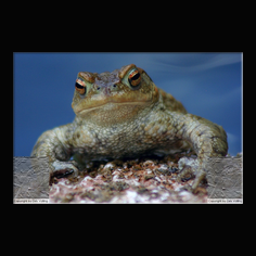 Erdkrte Bufo bufo 
