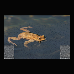 Erdkrte Bufo bufo 