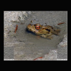 Erdkrte Bufo bufo 