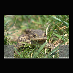 Erdkrte Bufo bufo 