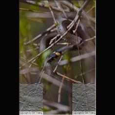 Ringelnatter Natrix natrix