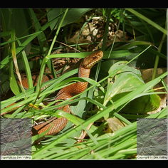 Kreuzotter Vipera berus