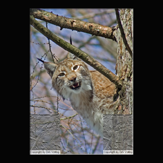 Luchs Felis lynx